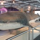 부산해양자연사박물관 이미지