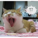 그리니스 | [체험후기]그리니스를 먹는 올바른 방법