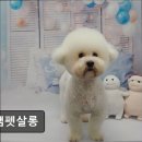 정쌤펫살롱 이미지