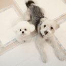 드라이.21 이미지