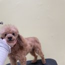 단아하개 이미지