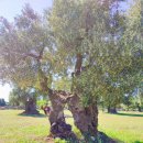 영생농장 이미지