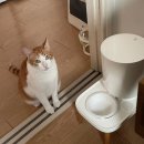 캣앤캣 고양이 병원 이미지