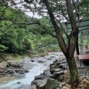 둥지애견 이미지