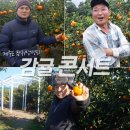 흥진농장 | 제주도 금악상명리 감귤콘서트 이제는 우리가 헤어져야할시간
