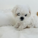 멍스타그램 이미지