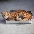 행복한 고양이 이미지
