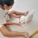 퍼피엔젤 반려동물 미용실 이미지