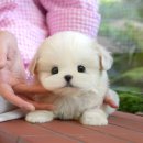 미유펫대구 강아지분양고양이분양(도그플러스동물병원) 이미지