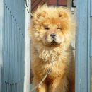 호돌이네 이미지