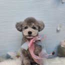 호다닥쑥 이미지