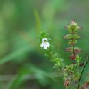 앉은좁쌀풀Euphrasia maximowiczii Wettst. 이미지