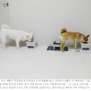 펫테이블 이미지