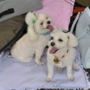 하나애견 이미지