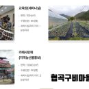 협곡구비마을 네이버블로그