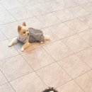 베베호텔 유치원 & 애견스파 이미지