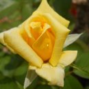 강남-183 이미지