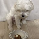 펫트러스트 이미지