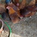 봉이농장 이미지