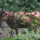 암소농장 이미지