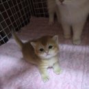 골든캣 골드브숏 골드먼치킨 평택전문점 이미지