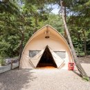 소나무세상 이미지