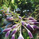 【흑산도비비추(Hosta yingeri)】 「꽃의 모양과 색이 아름답고 어여쁜 처자를 닮은 꽃 」 이미지