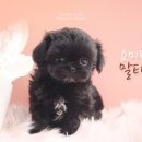 강남 요미독앤캣 강아지 분양 고양이 분양 이미지