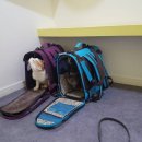 고양이 생활 호텔 이미지