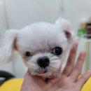 나나펫살롱 이미지