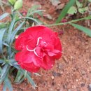 달나무농장 이미지