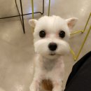 헤어멍펫살롱 이미지