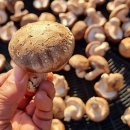 만경농장2 이미지