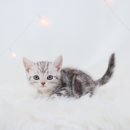 천안 고양이분양 도로시펫 이미지