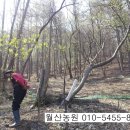 보령산양산삼