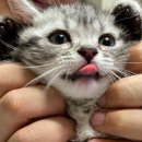 캣살롱코코 이미지