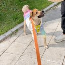 스마트동물병원 이미지