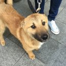 윗대이리 이미지