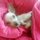 해담동물병원 이미지