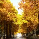 청남대 진입로 이미지