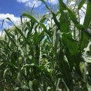 곡성-117 이미지