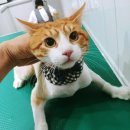 엉클스캣 이미지