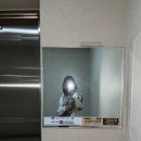 2026.03 | 개나리, 매화, 벚꽃과 내 생일 ( + 수영일기)