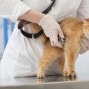 주식회사 나라펫 이미지