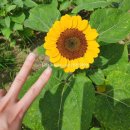 서울에스엠치과기공소(서울SM치과기공소) | 5. 턱관절 디스크(강남세브란스 예약)