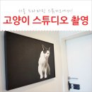[고양이/스튜디오 촬영] 서울 '드라마틱'에서 구름이 생애 첫 촬영! 액자도 했어요 ^^ 반려동물과의...