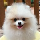 바른 애견 네이버블로그