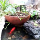 메차쿠차 이미지