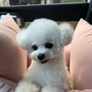 코코멍냥 네이버블로그