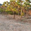 곰님농원 - 26688 | 곰님농원